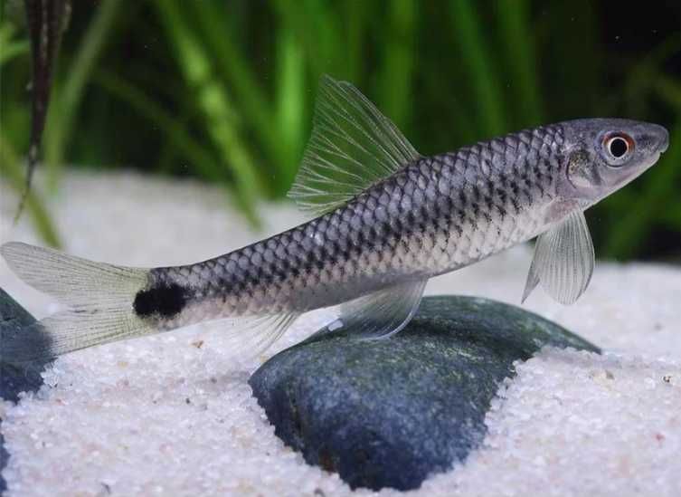 Мега-полезная рыбка, сетчатый бородоед
