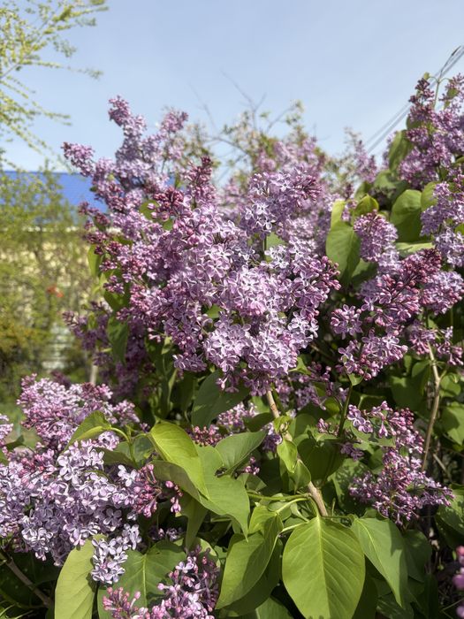 Сирень сатылады 1ветка-400