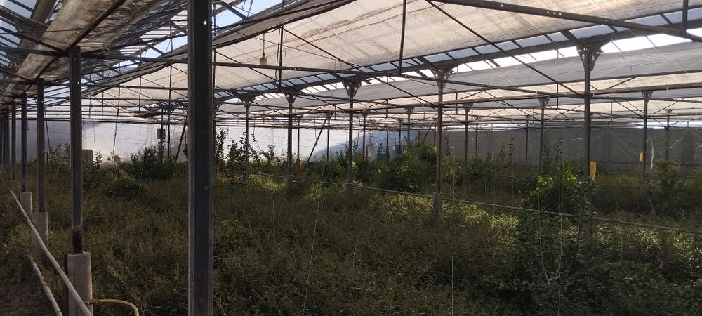 13sotixli (Teplitsa) Issiqxona sotiladi