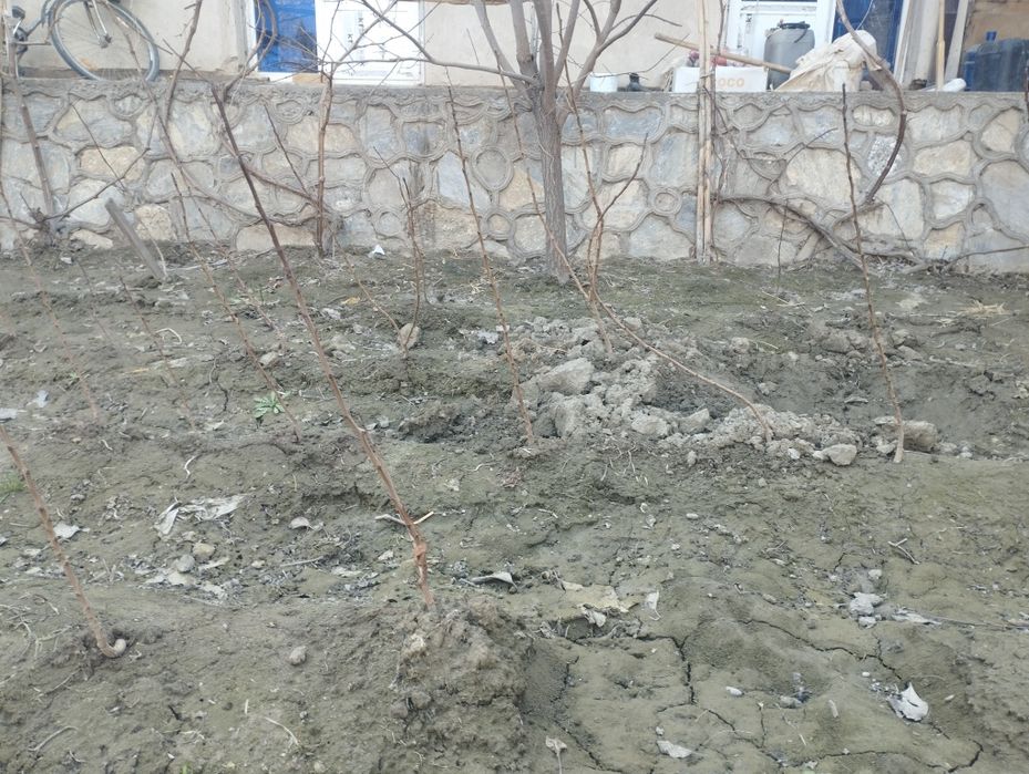 Pista kòchatlari sotiladi