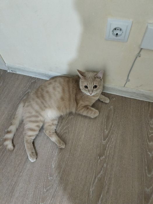 Кот персик,ищет дом!