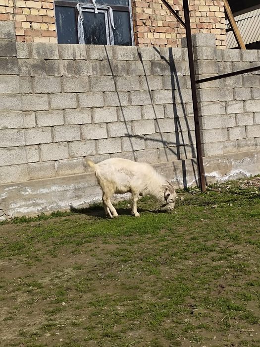 Занен теке сатылад