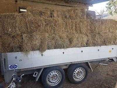 Vând baloti fan 2025