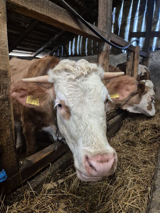 Vand jurinci gestante