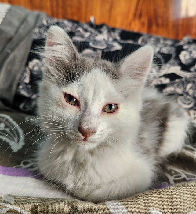 Отдам котенка-мальчика