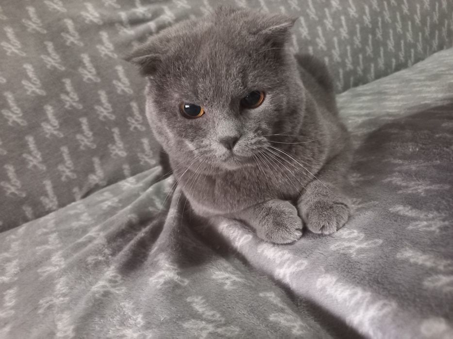 Продаётся Скоттиш фолд с возможной доставкой