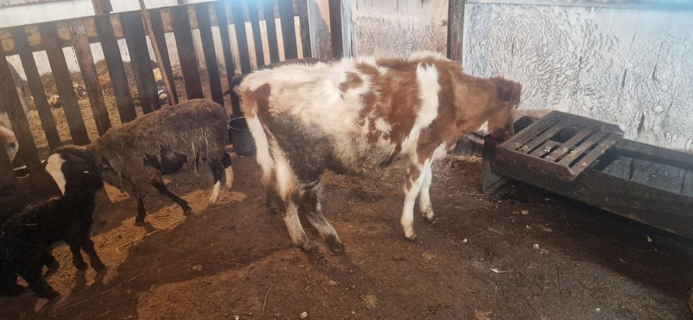 Продам телочку месячная