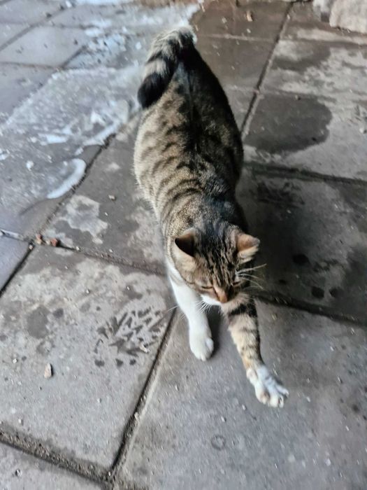 Кошка ищет дом (беременная)