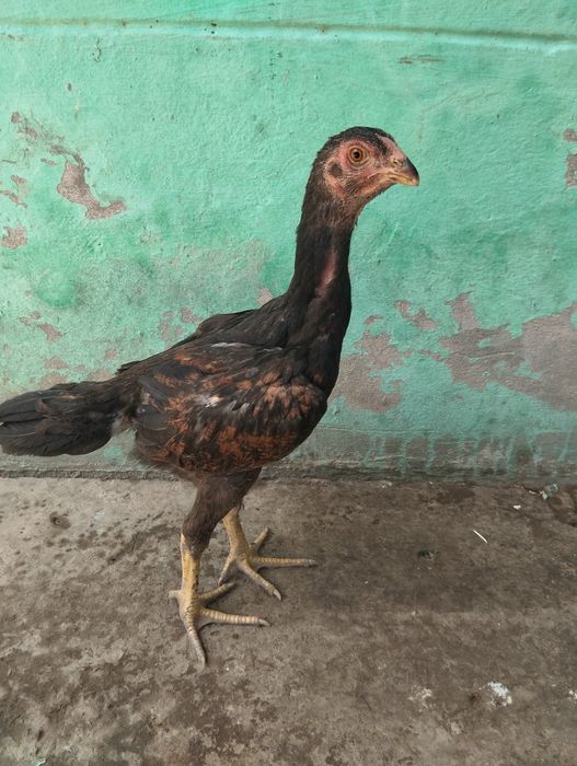 Dakan jojalari bor