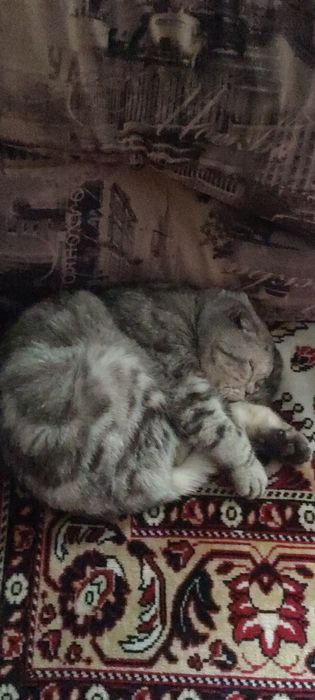 Пропал кот, шотландский вислоухий