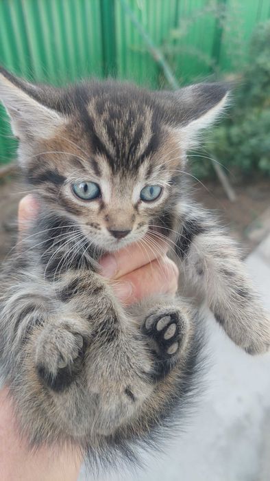 котята в хорошие руки