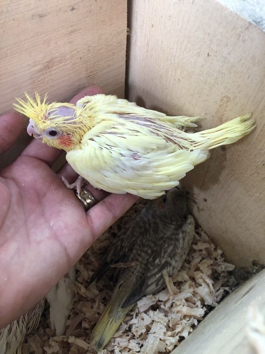 Papagali nimfa nimfe pui si maturi