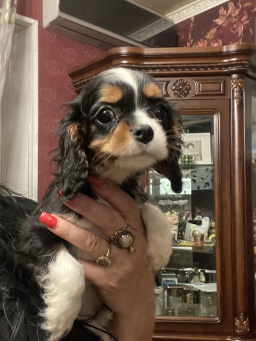 Кавалер кинг чарльз спаниель