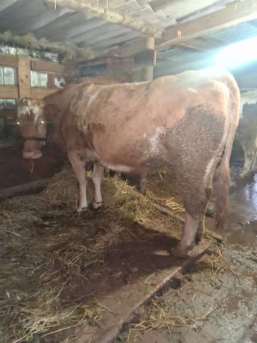 Vând vaci gestante la alegere