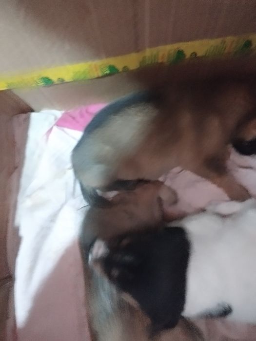 Щенки в добрые руки