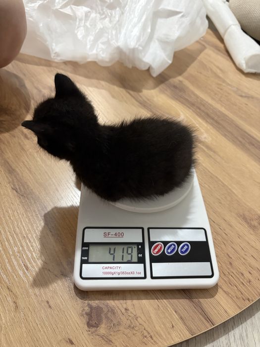 Отдам котят с доставкой !