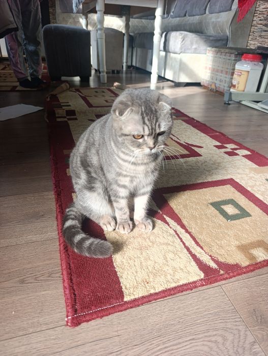 Домашний питомец