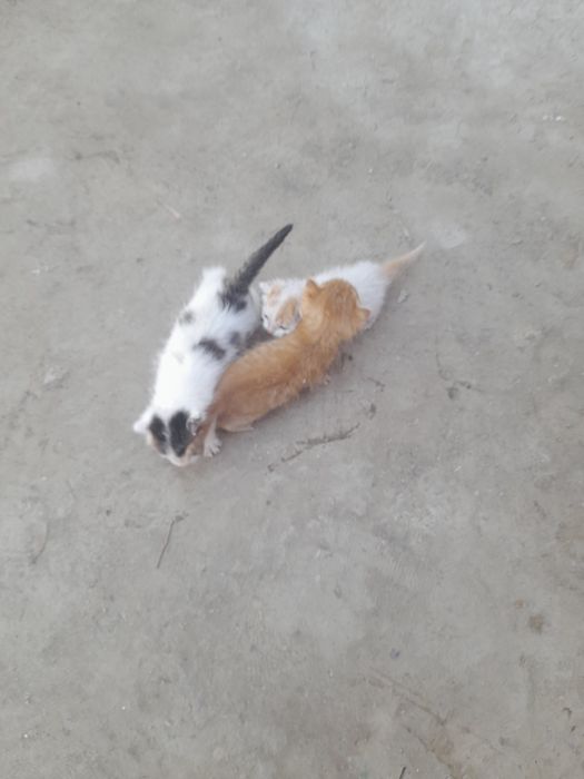 Отдам кошки бесплатно
