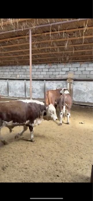 Племенной бука 2 категория