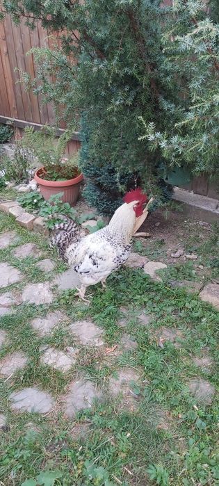 Vand cocos tanar, foarte activ, scos de closca.