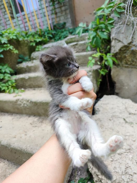 Отдам котят, возраст ~1,5 мес.