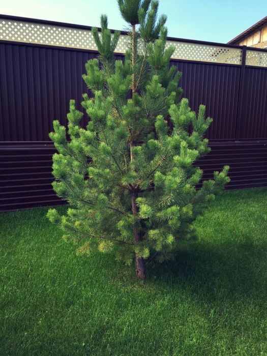 Газон егу жұмыстары Атырау