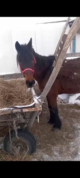 Обменяю Мерена обученого