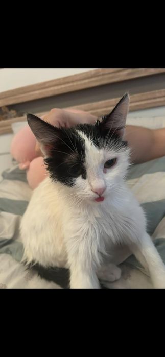 Motanei spre adoptie