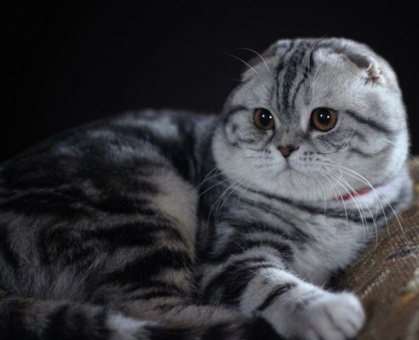 Продажа шотландских котят!