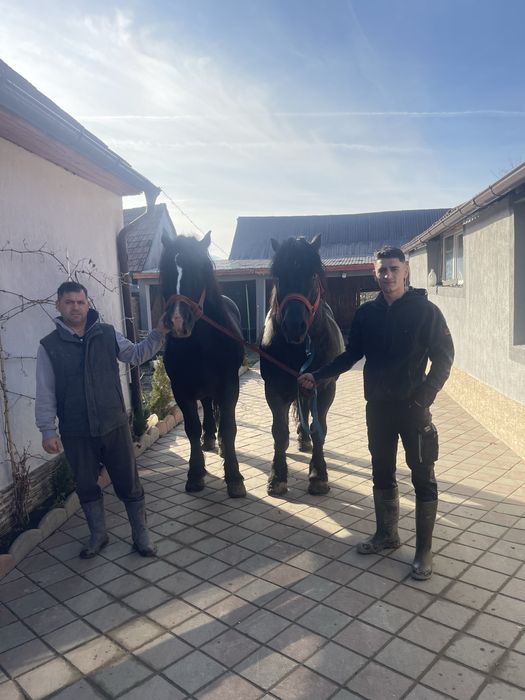 De vazate 2 armasari cu varstra intre 5 si 6 ani