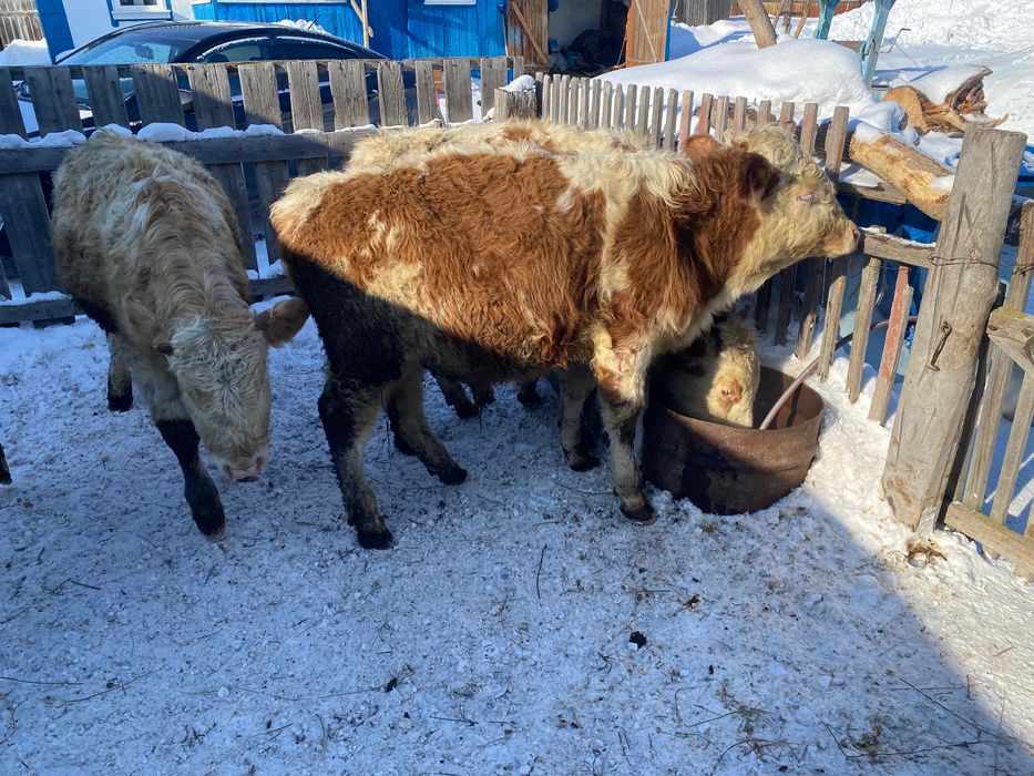 Продам быков стоят на откорме