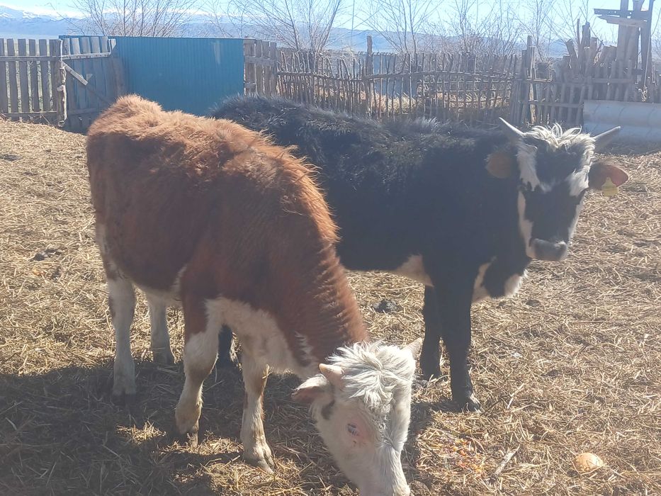 3 бас еркек тайыншалар сатылады