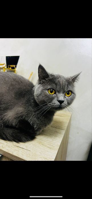 Pisica british blue