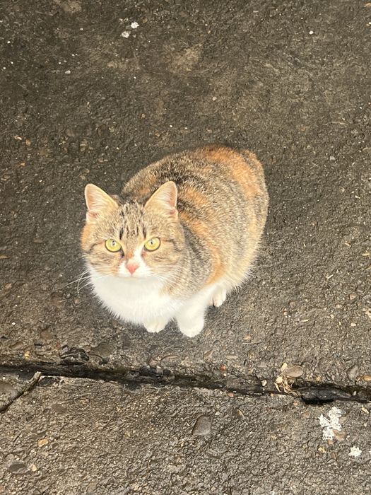 pisica draguta GRATIS