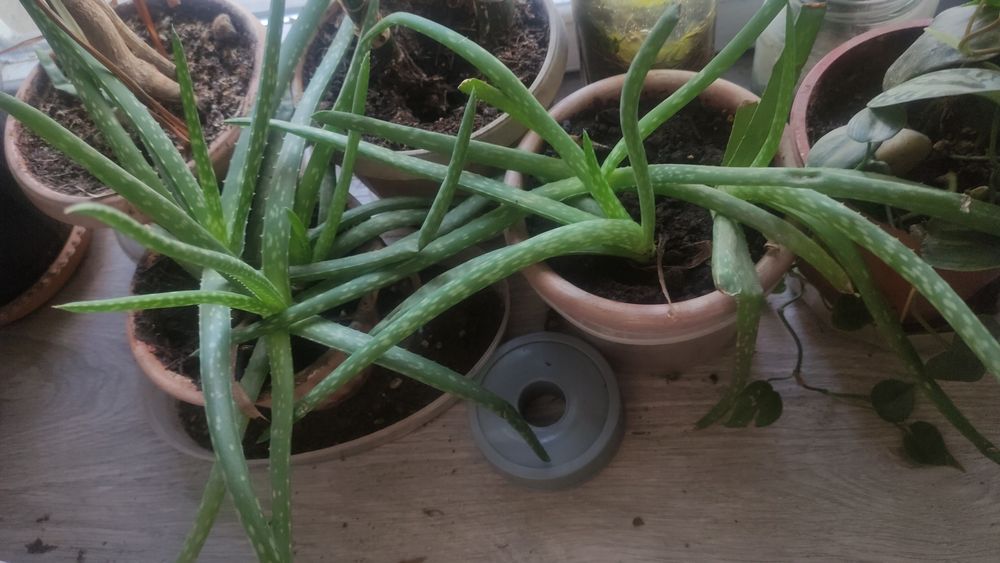 1500 комнатные растения