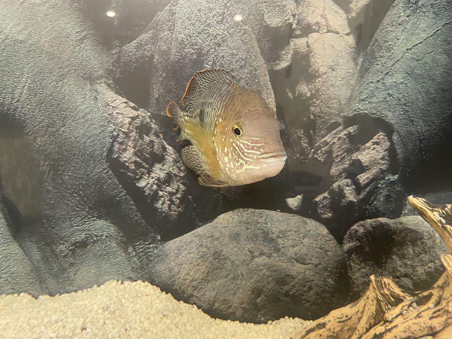 Продам бирюзовую акару