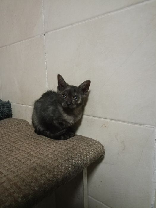 Котенок девочка в добрые руки