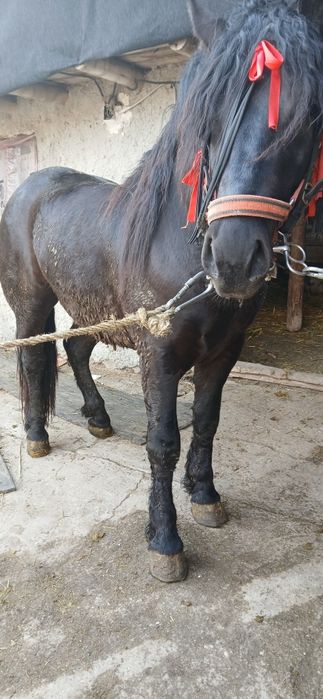 Vând armăsar semi greu de 2 ani  jumate