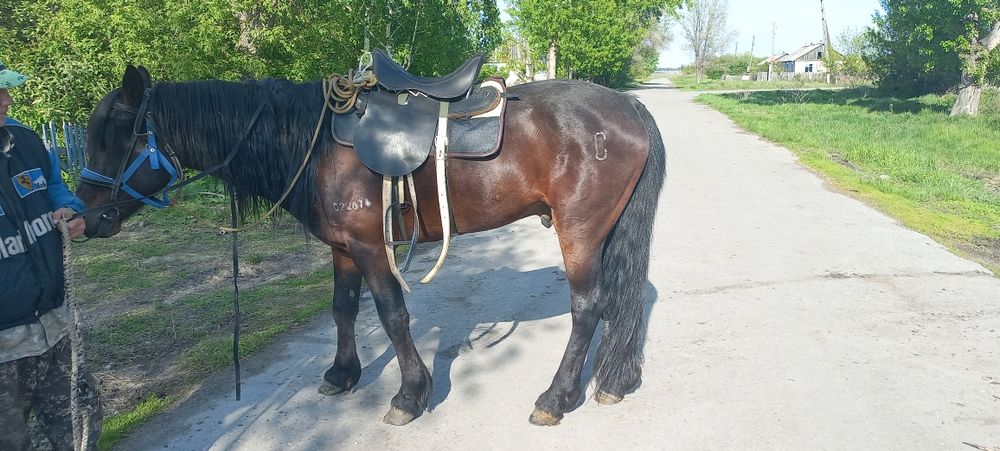 Жеребец 8 лет 700000 теңге