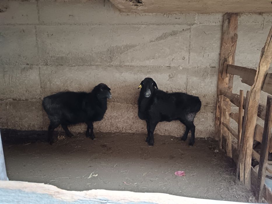 Кой саулыктар сатылады