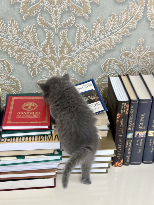 Котята вислоухие