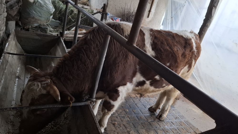 Зотдор Сментал бука сотилади.