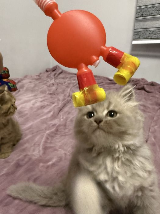 Продается котёнок