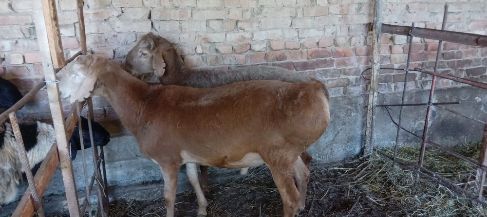 Qo'chqor/Кучкорлар