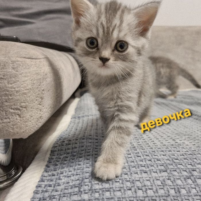 Британские прямоухие котята