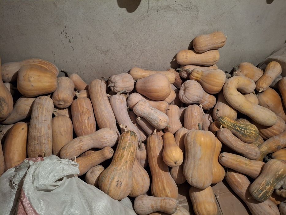 Тыква мантная сладкая