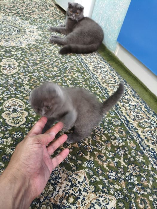 КОТЁНОК  Mushuk  sotiladi