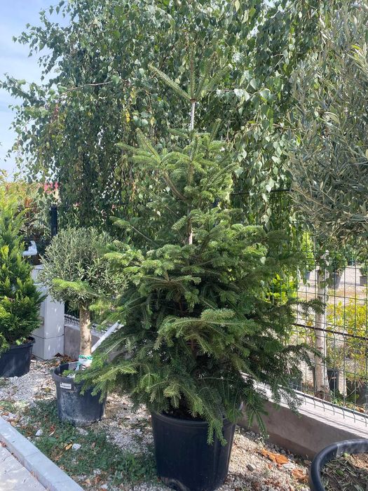 Creează alei și colțuri verzi spectaculoase cu plante ornamentale