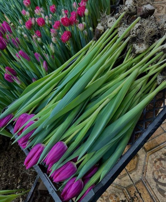 Тюльпан крупный.