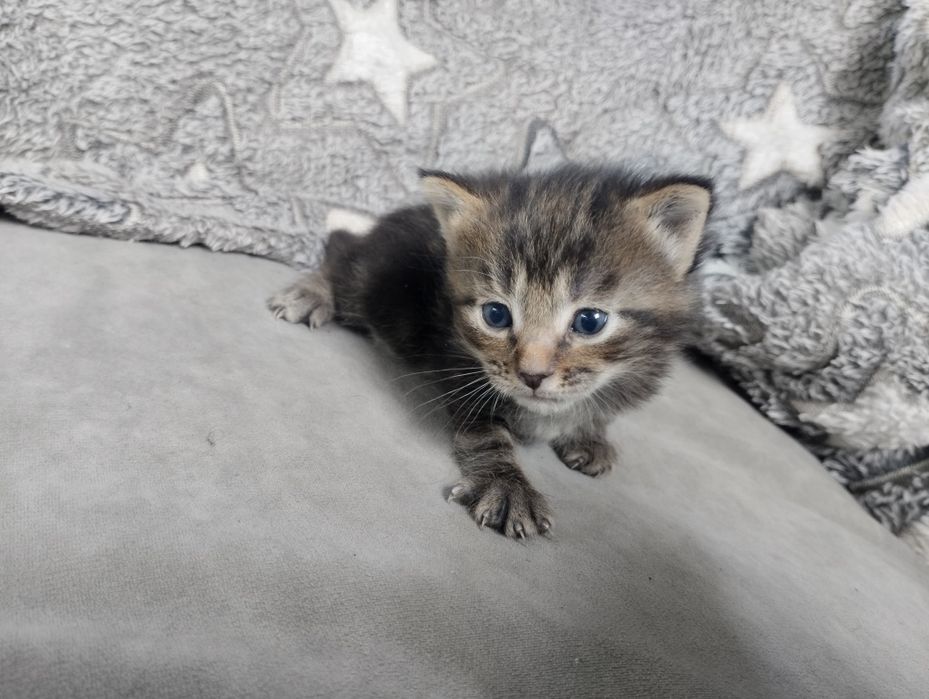 Продам майкунов котят